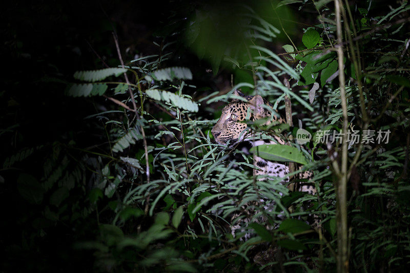 动物:成年雌豹(Panthera pardus)。